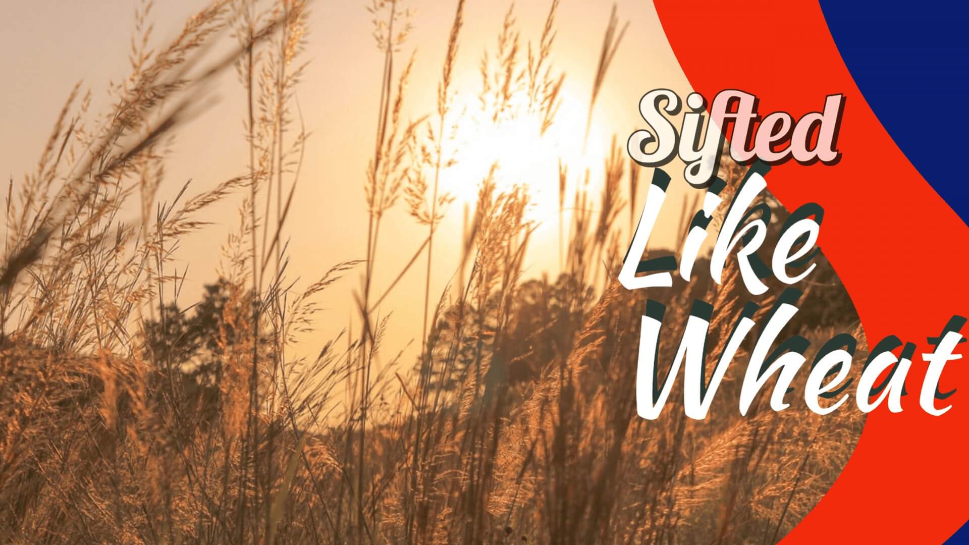 Sifted Like Wheat