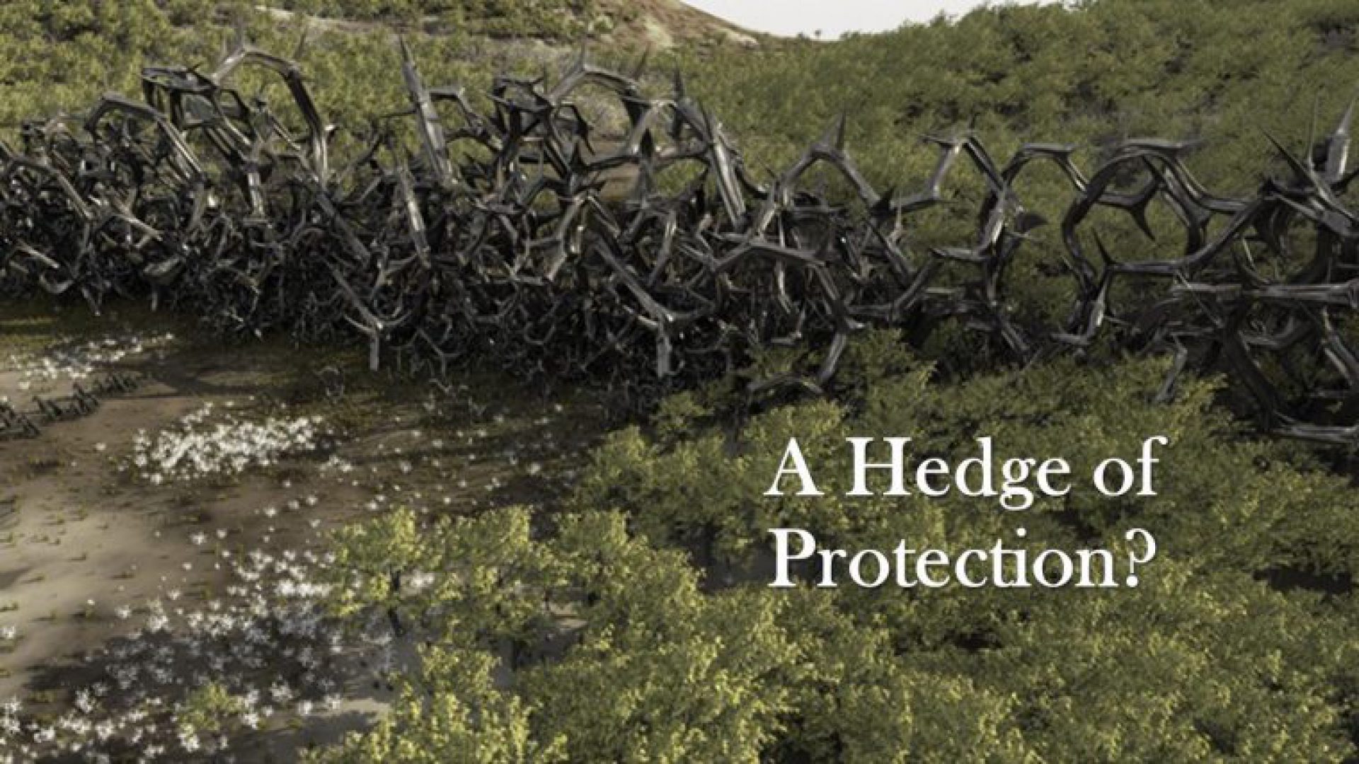 A PROTECTIVE HEDGE